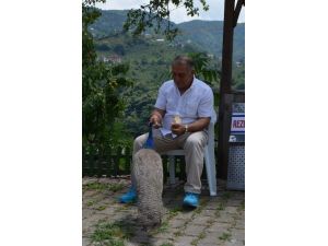Doğu Karadeniz’in Tek Kuş Cenneti Misafirlerini Bekliyor
