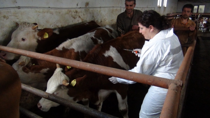 Kadın Veterinerler Köylerde Aşı ve Küpeleme Yapıyor 13