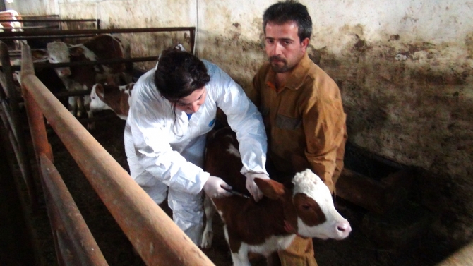 Kadın Veterinerler Köylerde Aşı ve Küpeleme Yapıyor 2