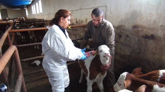 Kadın Veterinerler Köylerde Aşı ve Küpeleme Yapıyor 8