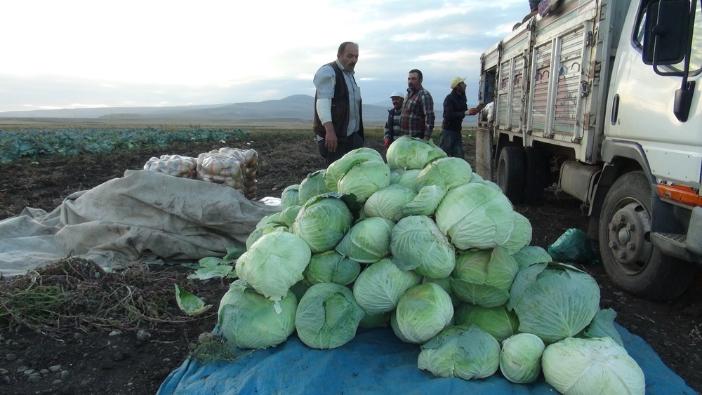 Kars’ta Bostancıların Mahsül Sökümleri Başladı 5