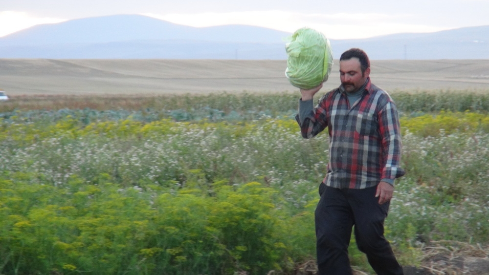 Kars’ta Bostancıların Mahsül Sökümleri Başladı 7