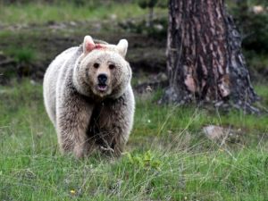 'Boz Ayı'larla Selfie Çektiler