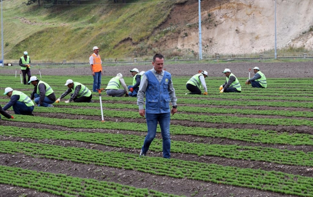 Bölgenin 'Fidan'ları Sarıkamış'tan 8