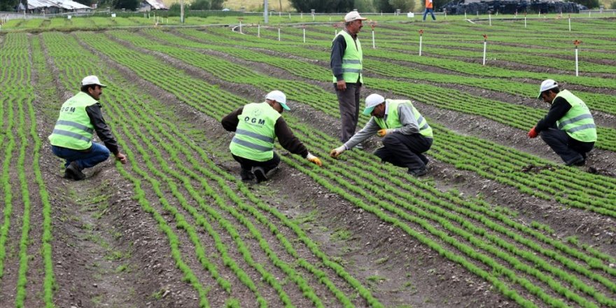 Bölgenin 'Fidan'ları Sarıkamış'tan