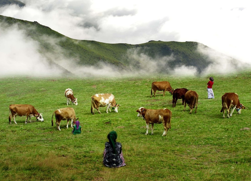 Karadeniz'de 'Yayla Göçü' Erken Başladı 1