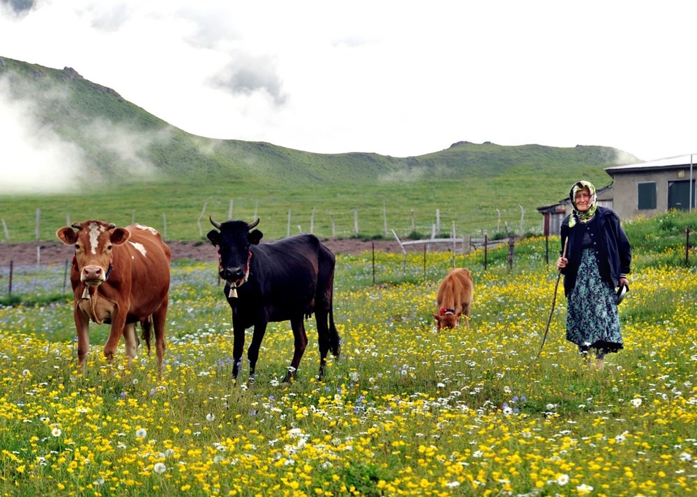 Karadeniz'de 'Yayla Göçü' Erken Başladı 2