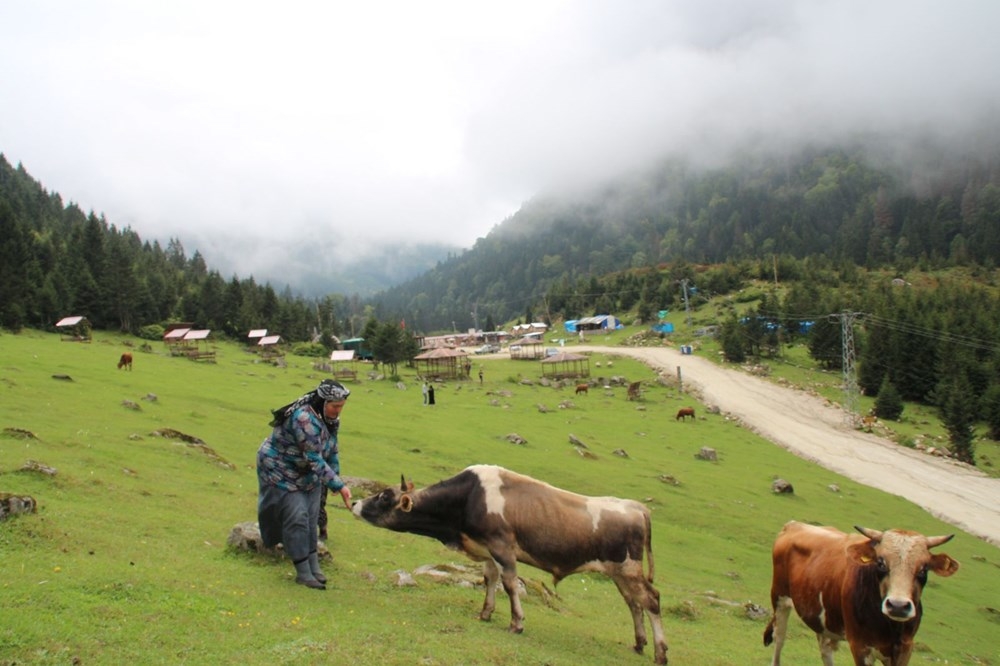 Karadeniz'de 'Yayla Göçü' Erken Başladı 5