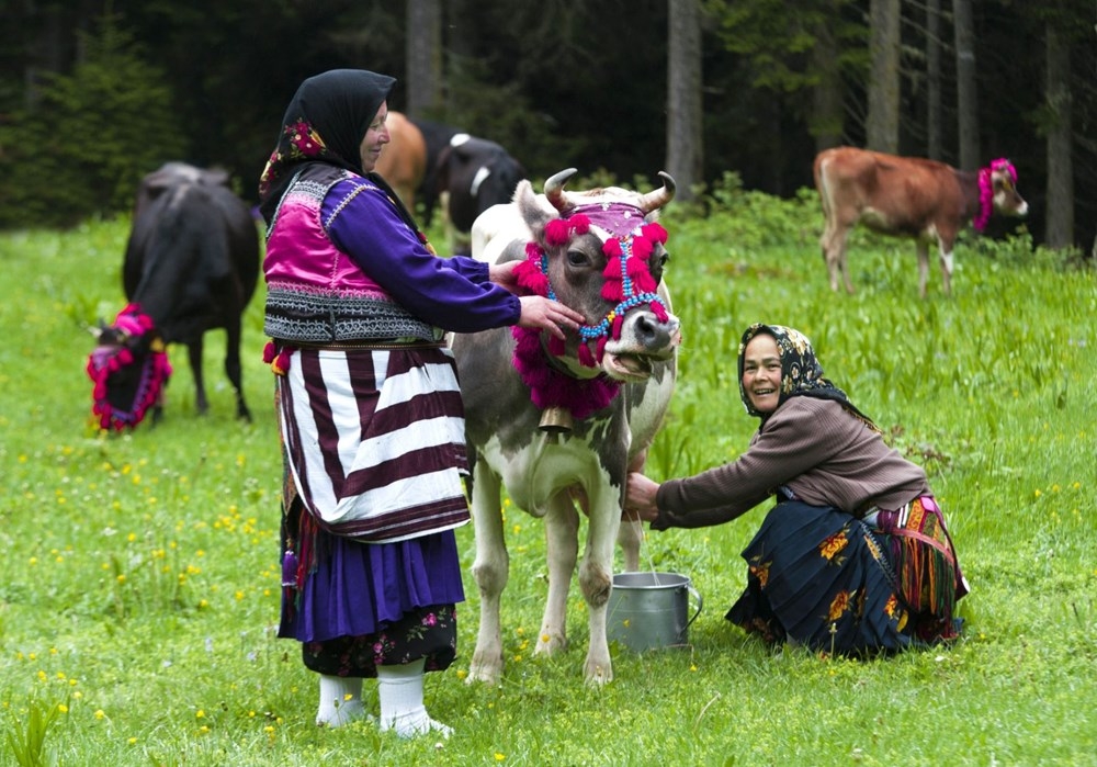 Karadeniz'de 'Yayla Göçü' Erken Başladı 6