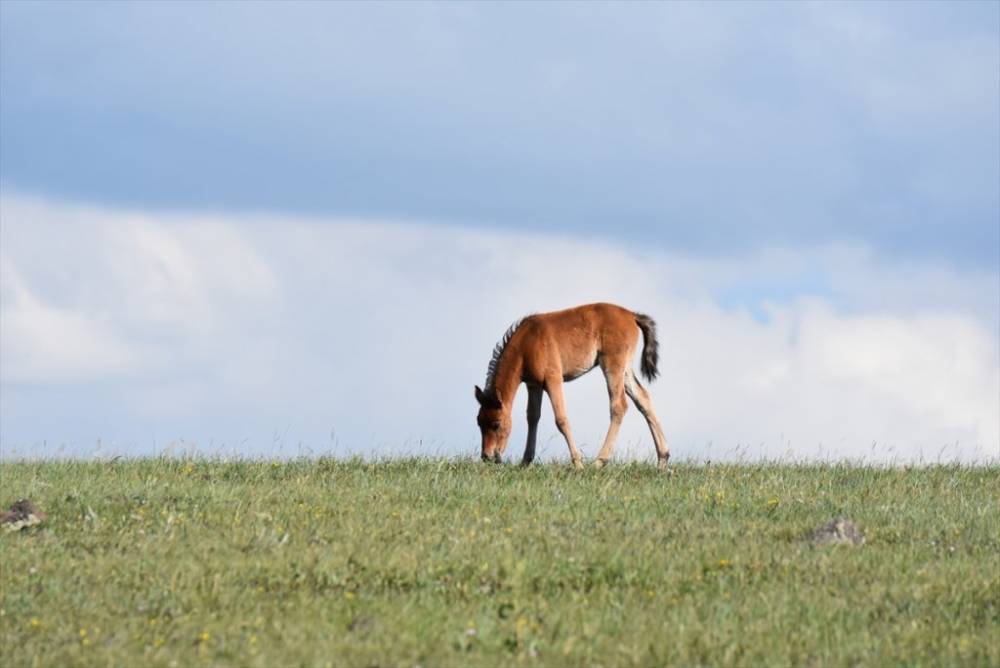 Kars | Yayla Zamanı 11