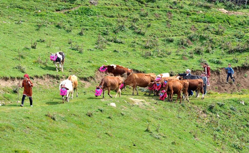 Karadeniz’de Yaylacıların, Renkli Yolculuğu 10
