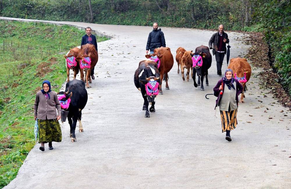 Karadeniz’de Yaylacıların, Renkli Yolculuğu 11