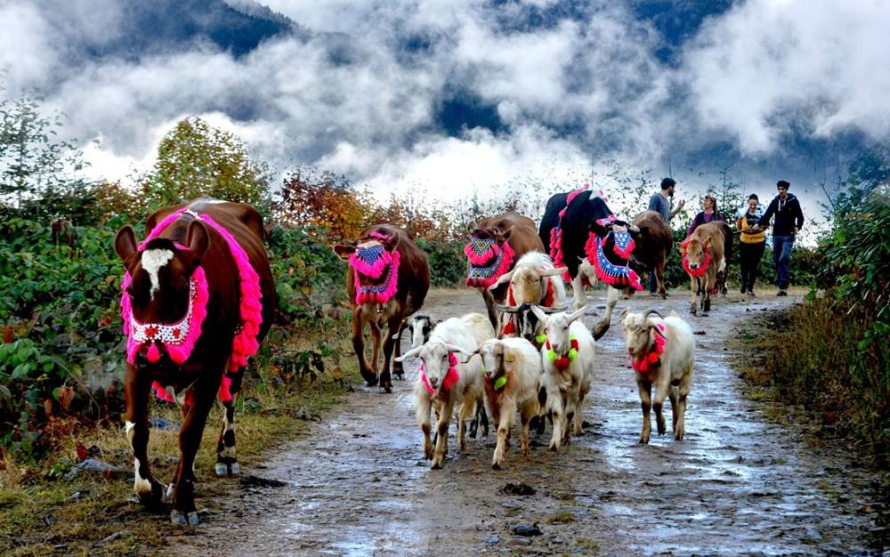 Karadeniz’de Yaylacıların, Renkli Yolculuğu 12