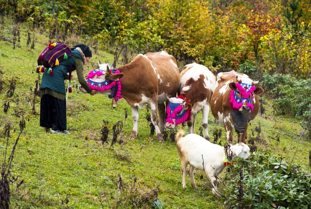 Karadeniz’de Yaylacıların, Renkli Yolculuğu 5
