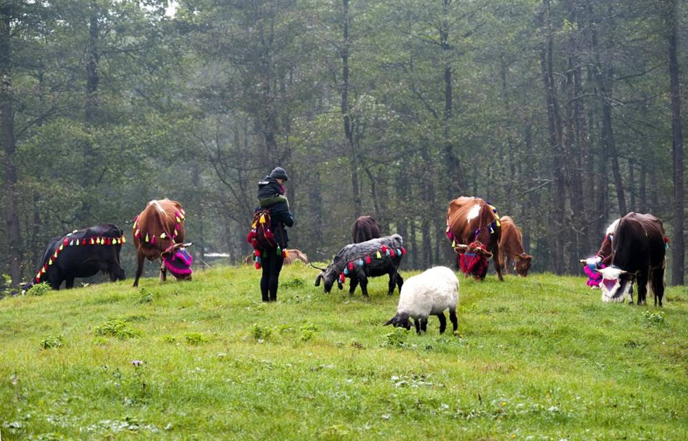 Karadeniz’de Yaylacıların, Renkli Yolculuğu 8