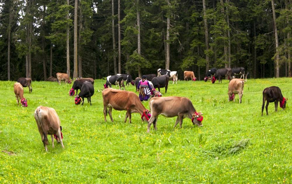 Karadeniz’de Yaylacıların, Renkli Yolculuğu 9
