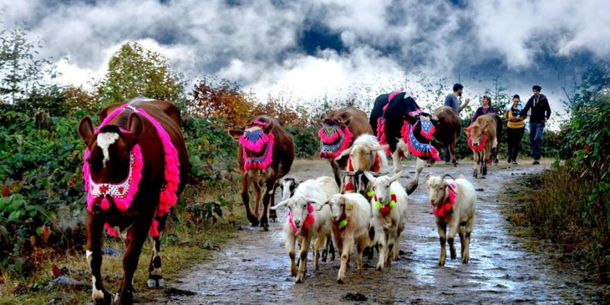 Karadeniz’de Yaylacıların, Renkli Yolculuğu