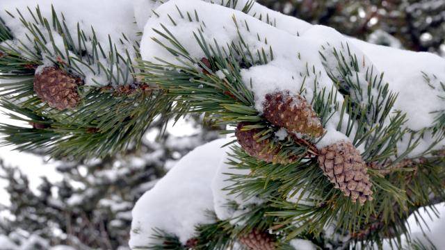 Birçok Yerde 'Kar ve Soğuk Hava' Etkili Oluyor 41