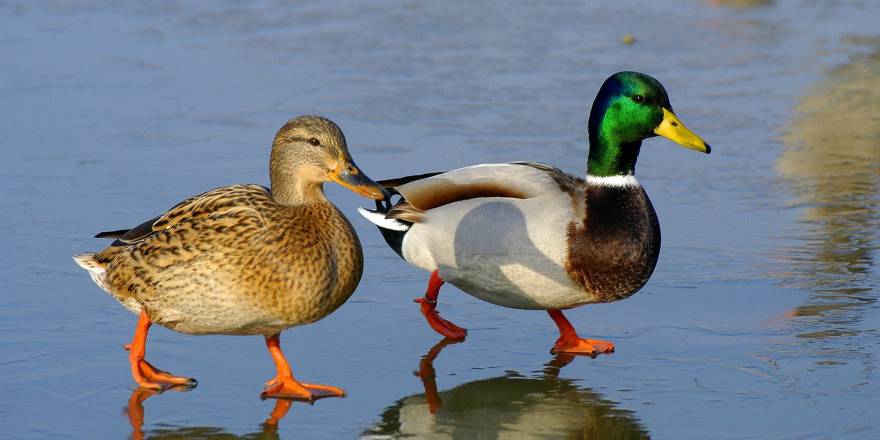 Kars Çayı'nda Yiyecek Arayan Yeşilbaş Ördekler