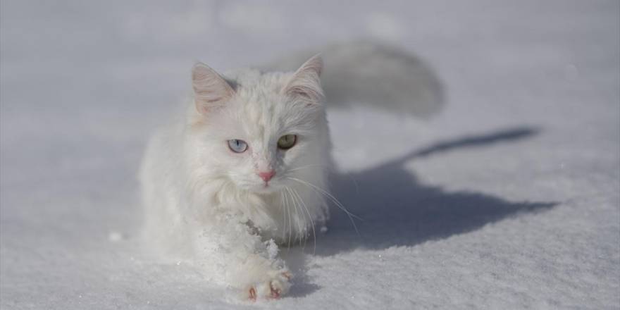 Van'da Kar Yağışı ve Van Kedileri