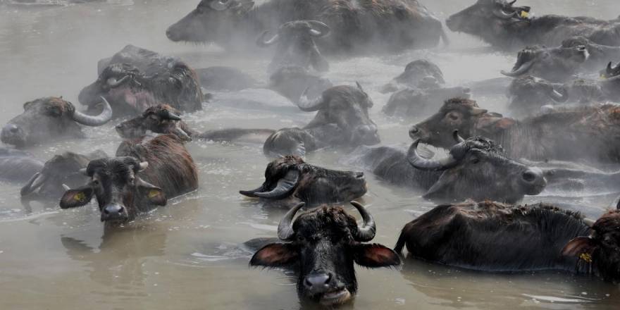 Mandaların 'Kaplıca' Keyfi...