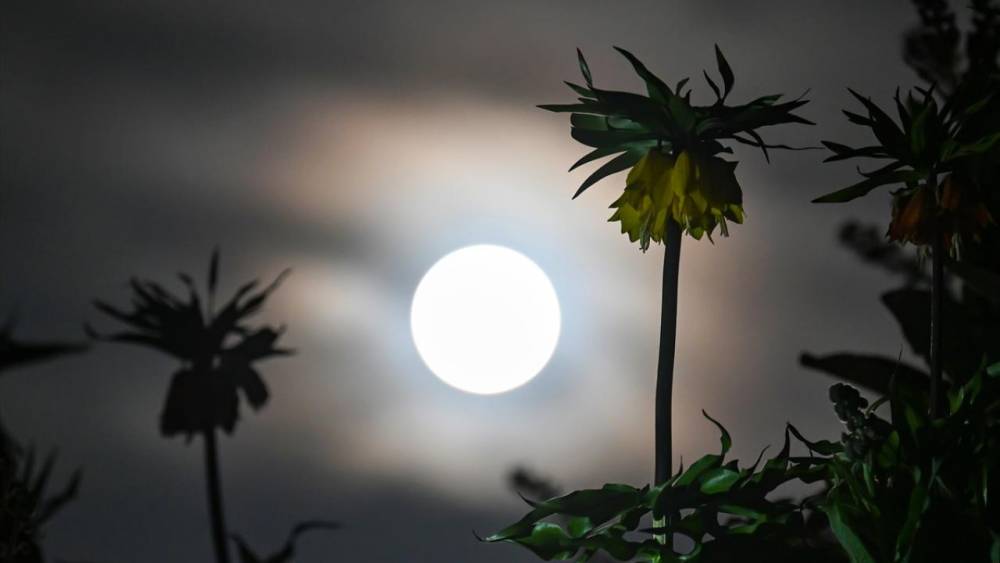 'Ay Işığı'nda Ters Laleler ve Nergis Çiçekleri 13