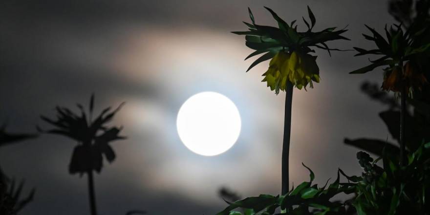 'Ay Işığı'nda Ters Laleler ve Nergis Çiçekleri