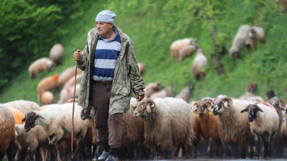 'Karadeniz Yaylaları'na Göç Başladı! 1