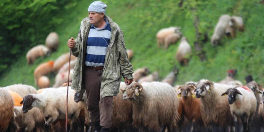 'Karadeniz Yaylaları'na Göç Başladı!