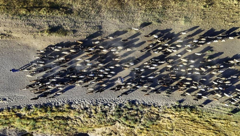 Nemrut Dağı'na Yayla Yolculuğu Başladı! 10