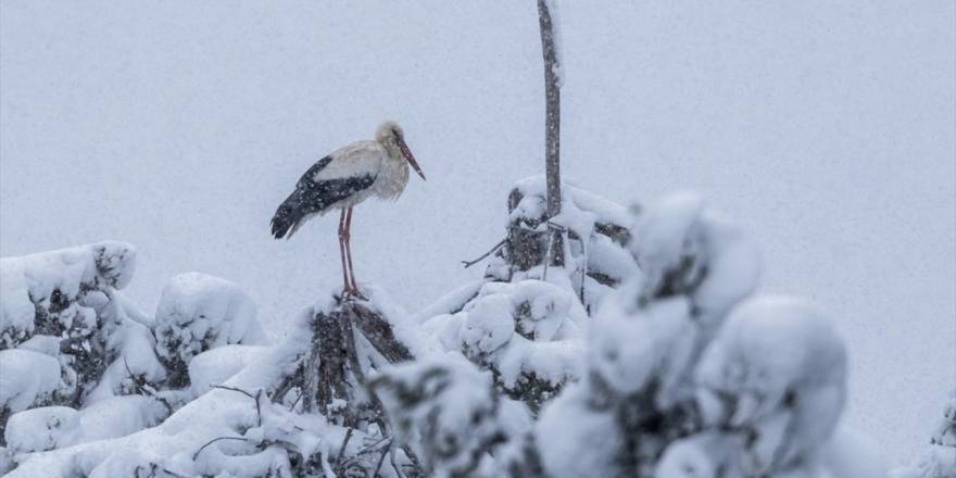 Leyleklere Kar Sürprizi!
