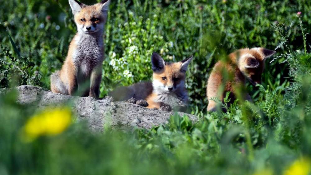 Kızıl Tilki Yavruları Doğaya Renk Kattı! 10