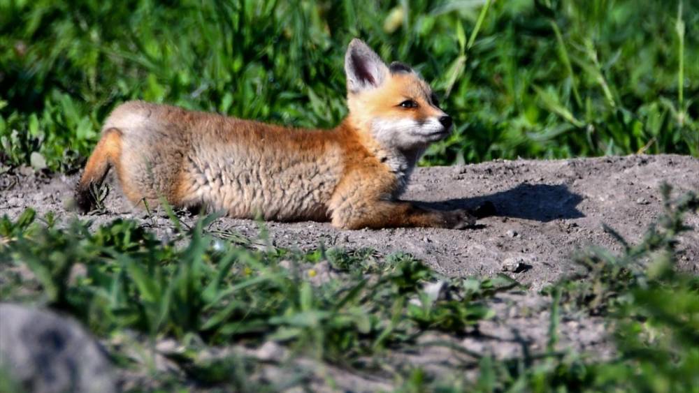 Kızıl Tilki Yavruları Doğaya Renk Kattı! 11