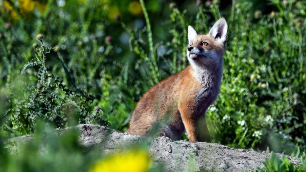 Kızıl Tilki Yavruları Doğaya Renk Kattı! 12