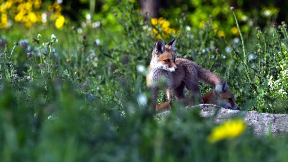 Kızıl Tilki Yavruları Doğaya Renk Kattı! 14