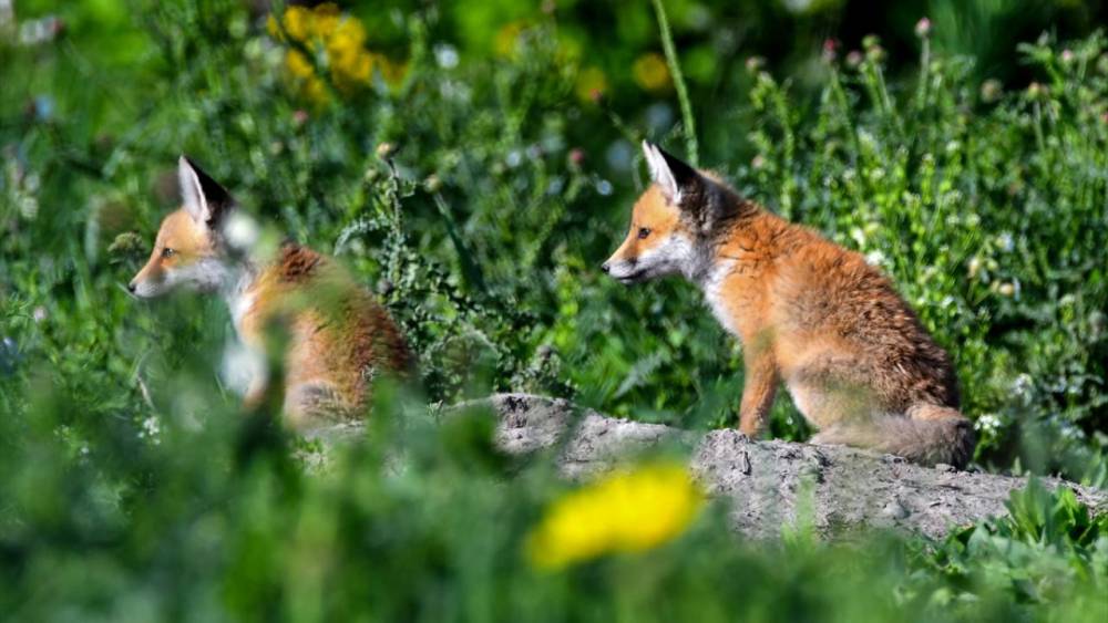 Kızıl Tilki Yavruları Doğaya Renk Kattı! 8