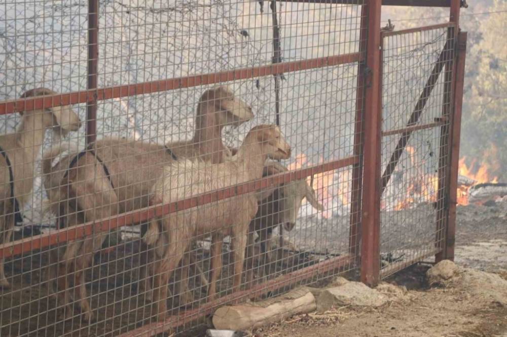 Orman Yangınlarıyla Mücadele Devam Ediyor! 24