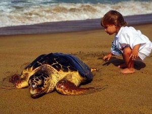'Caretta Caretta'ların Ölüm Sebebi