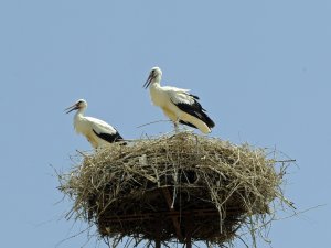 Üç Leylek Eksi 25 Derece Soğukta Kars’ta Kaldı