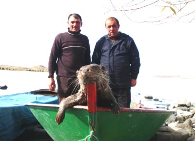 Çıldırda Ağlara Su Samuru TAKILDI