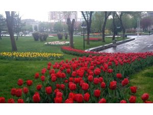Kayseri Lalezar’a Döndü
