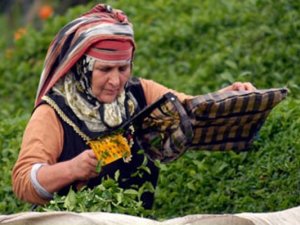 Rizeli 'Çay Toplama Makinesi' Yaptı