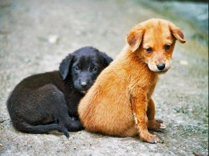 Köpek Besleme Tartışması Karakolda Bitti