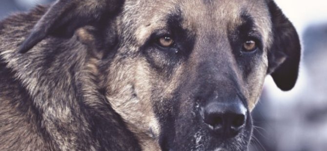 Digor'da 'Köpek Dövüştürme' Kavgası