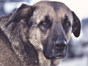 Kars’ta, 'Köpek' Kavgası: 8 Yaralı