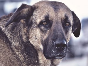 Kağızman’da Başıboş Köpekler Tehlike Oluşturuyor