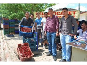 Organik Kiraz Yetiştiriciliği Çiftçilerin Yüzünü Güldürdü