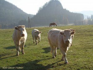 Kars’ta Hayvan Hırsızlığı