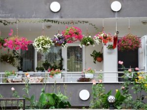 En Güzel Çiçekli Balkonlar Seçildi