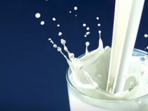 Süt Verimi İçin 'Mandalar' Melezleştiriliyor